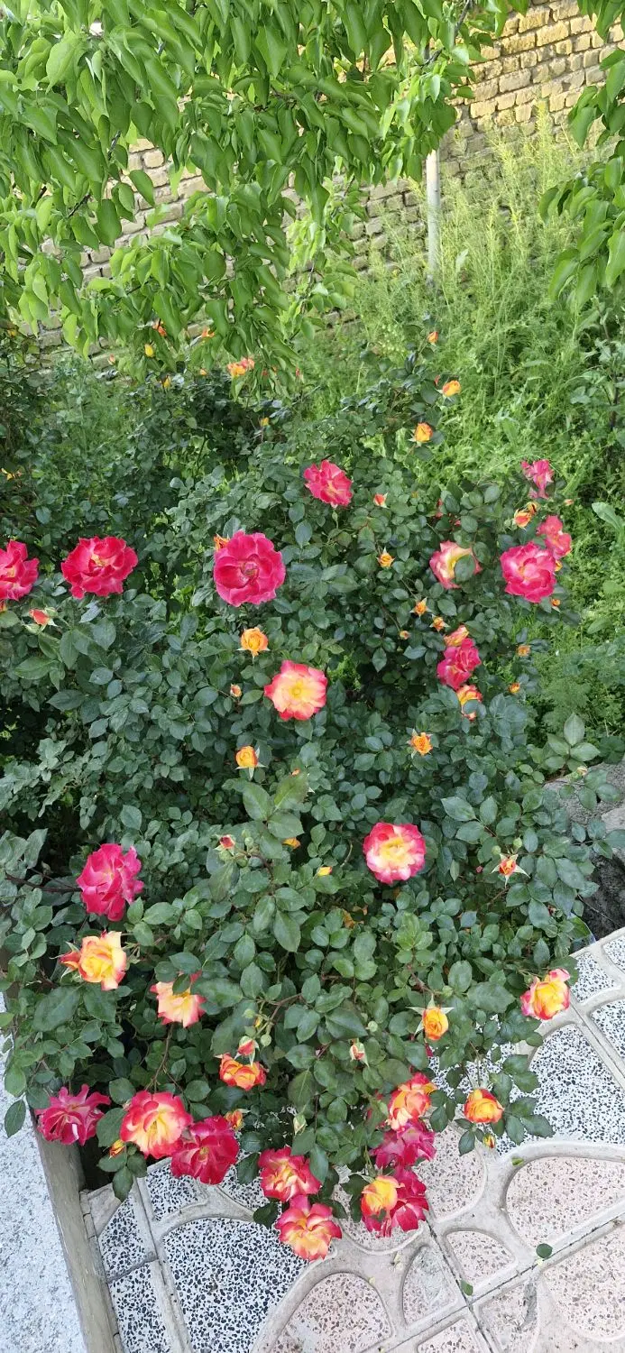 باغچه ۳۸۰ متری ۷۰ متر بنا