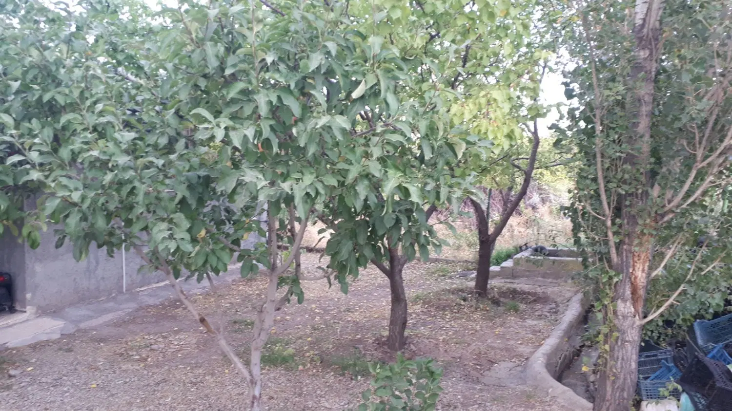 فروش باغ در روستای ینگیجه