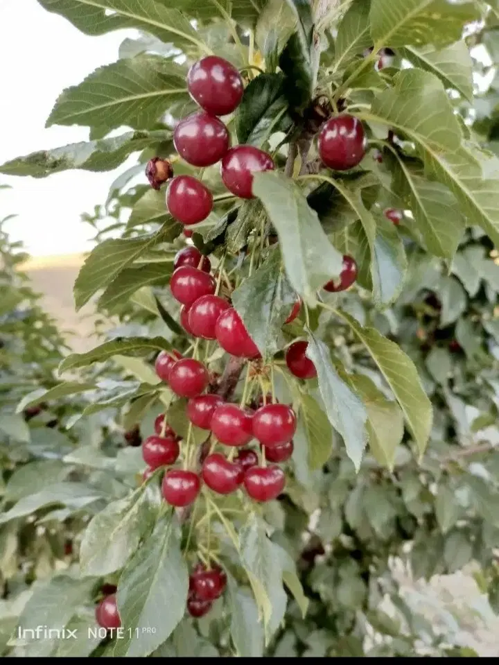باغ جوان و زیبا و آینده دار