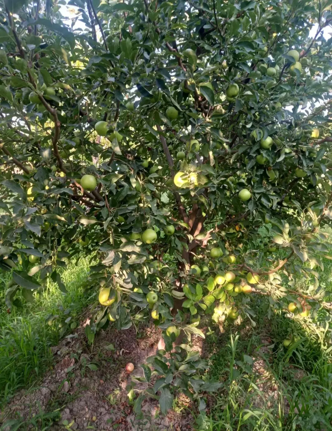 باغ فروشی