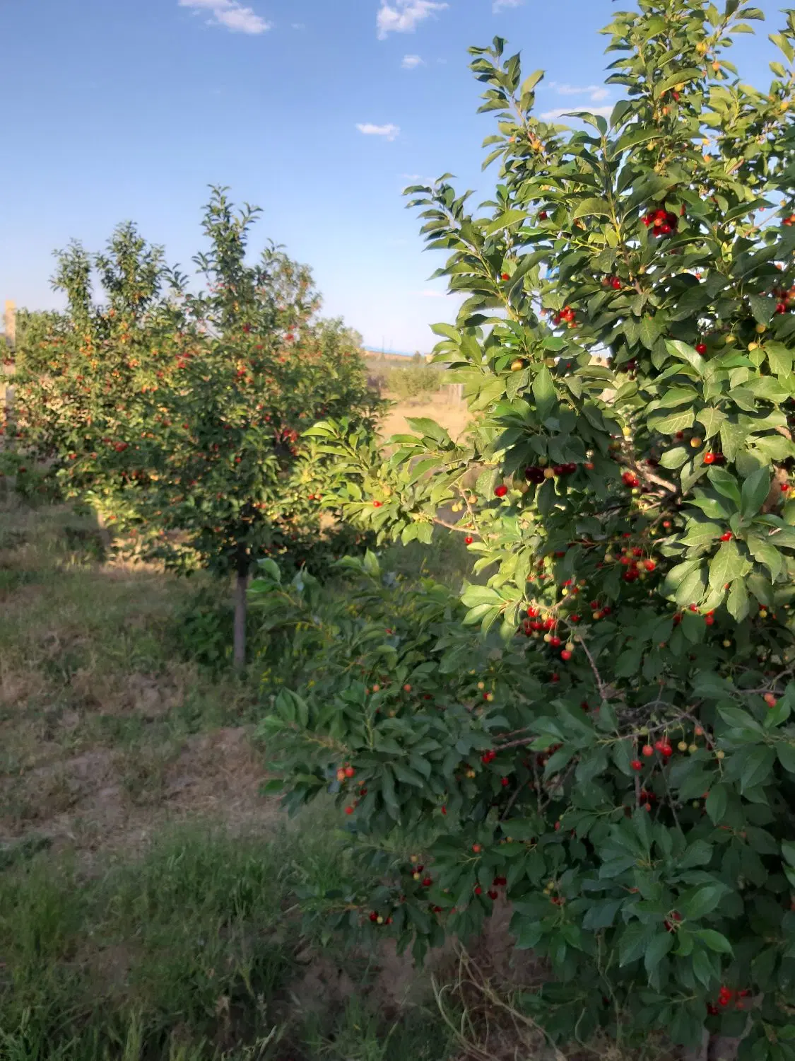 باغ در شهرک بهشتی