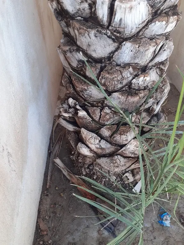 زمین کشاورزی