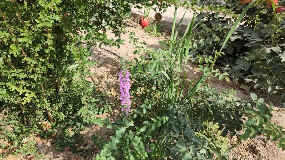 فروش باغچه ویلا
