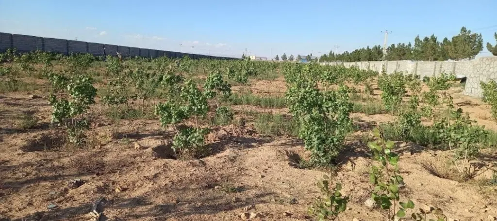 ۲۳۰۰ متر زمین هماشهر سپیدان