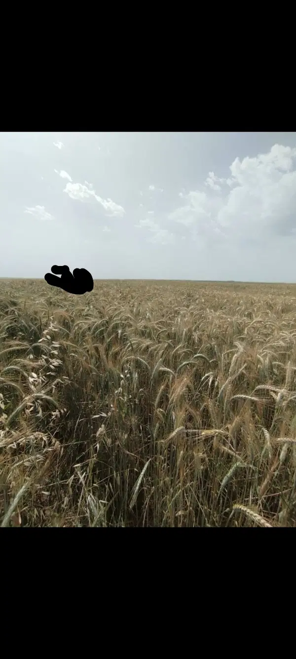 اجاره زمین کشاورزی پیاز گازا گندم
