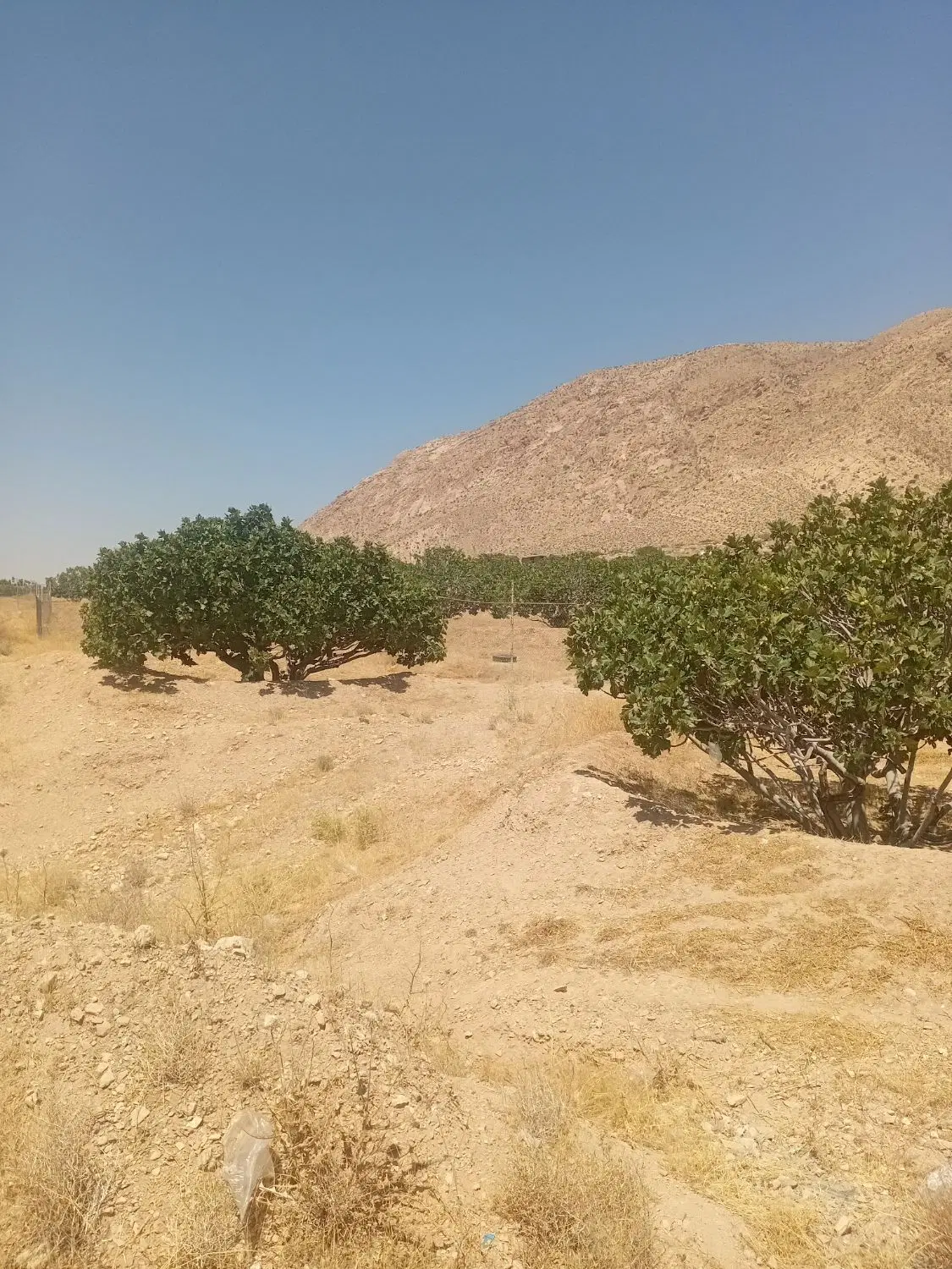 فروش دو سهم زمین چمران سه دانگ