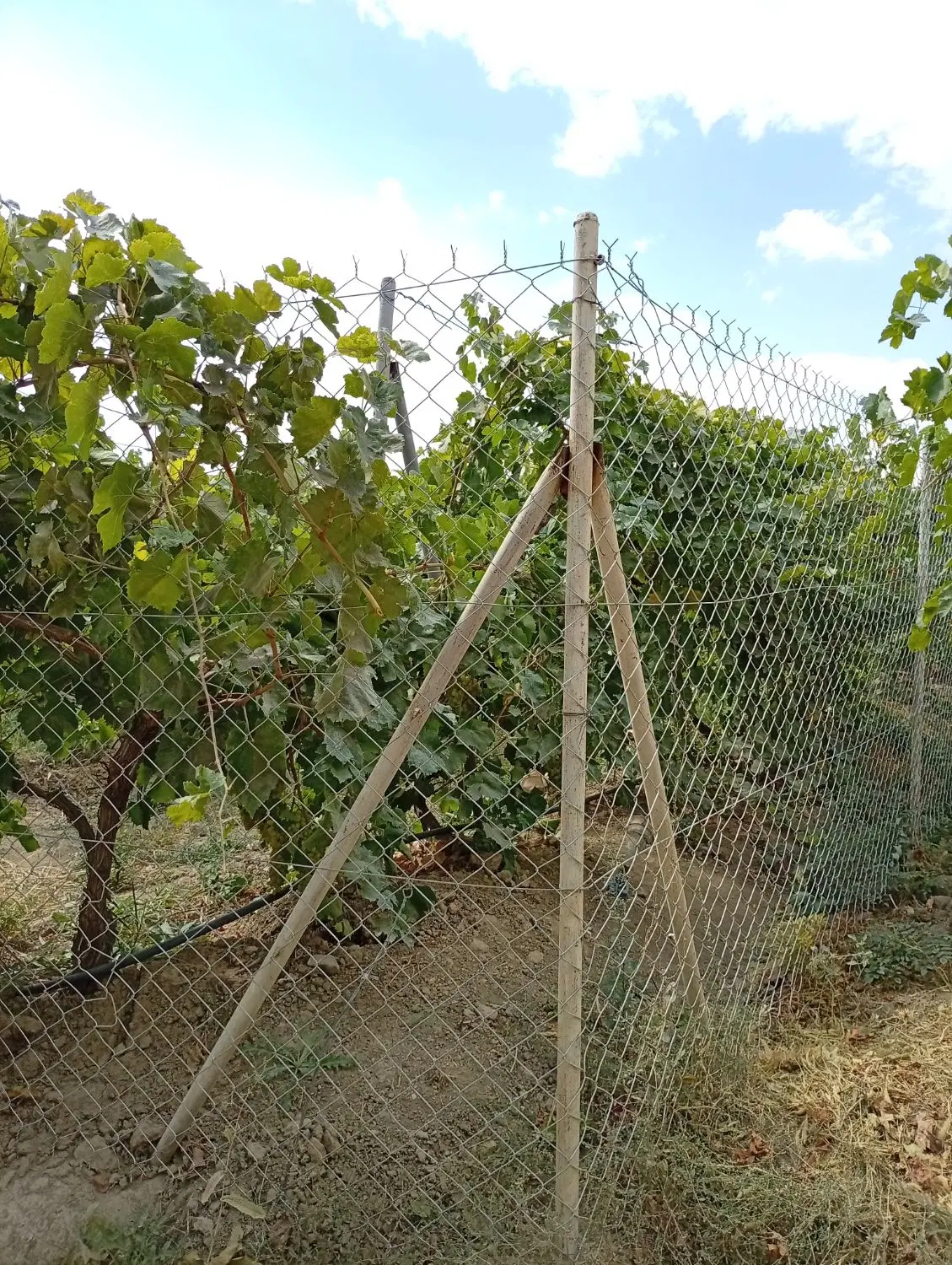 باغ انگور ایستاده