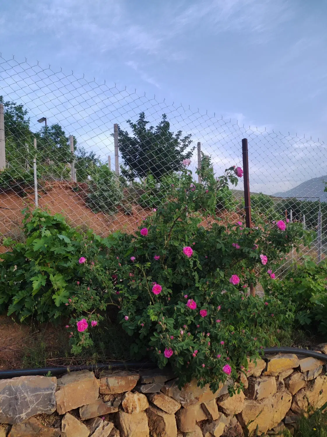 باغ حسن اباد
