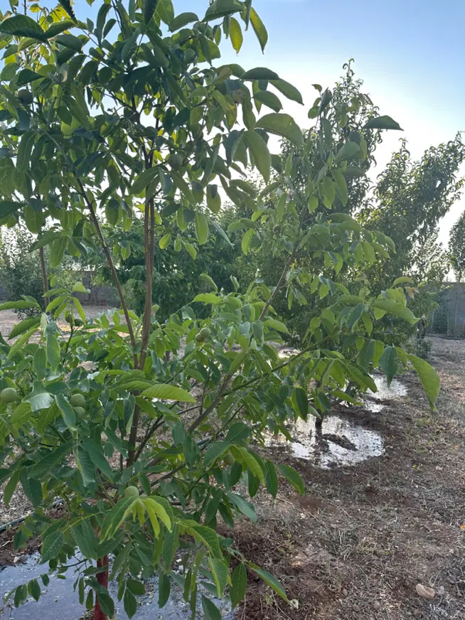 فروش باغشهری ۱۰۰۰متری هماشهر