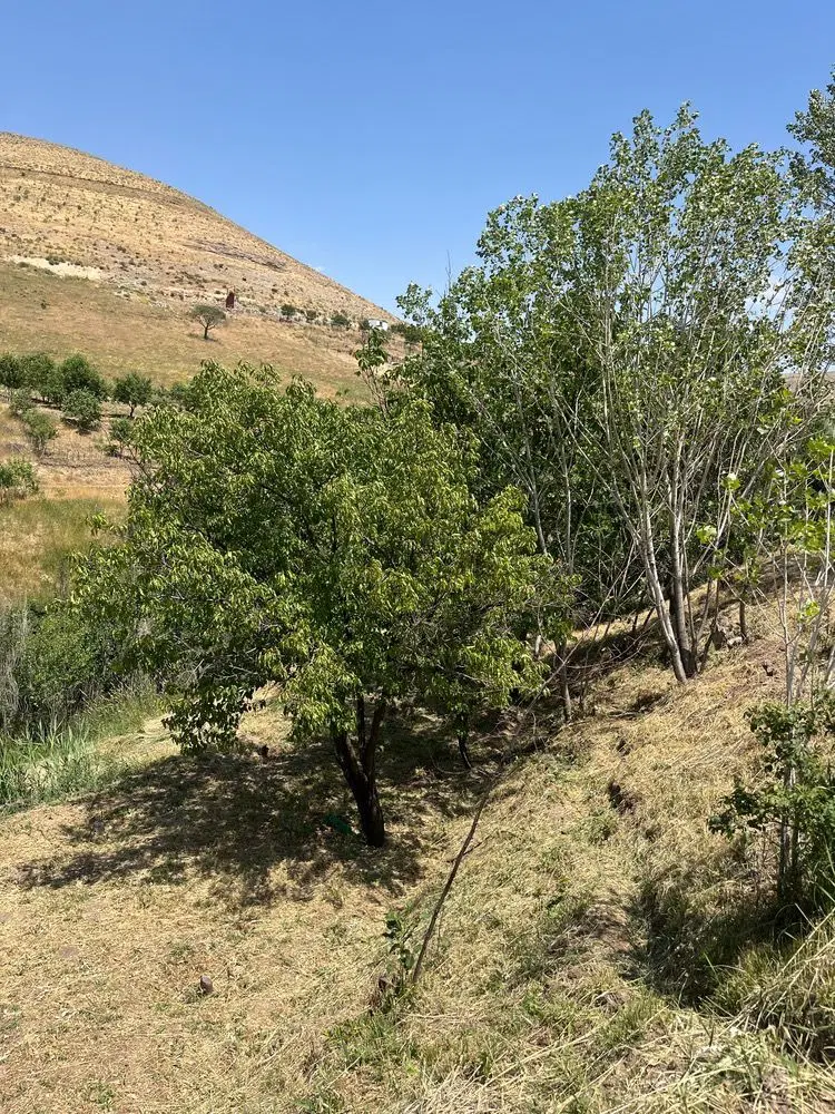 ۵۵۰ متر باغ در روستای زرشک