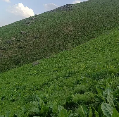زمین مسکونی