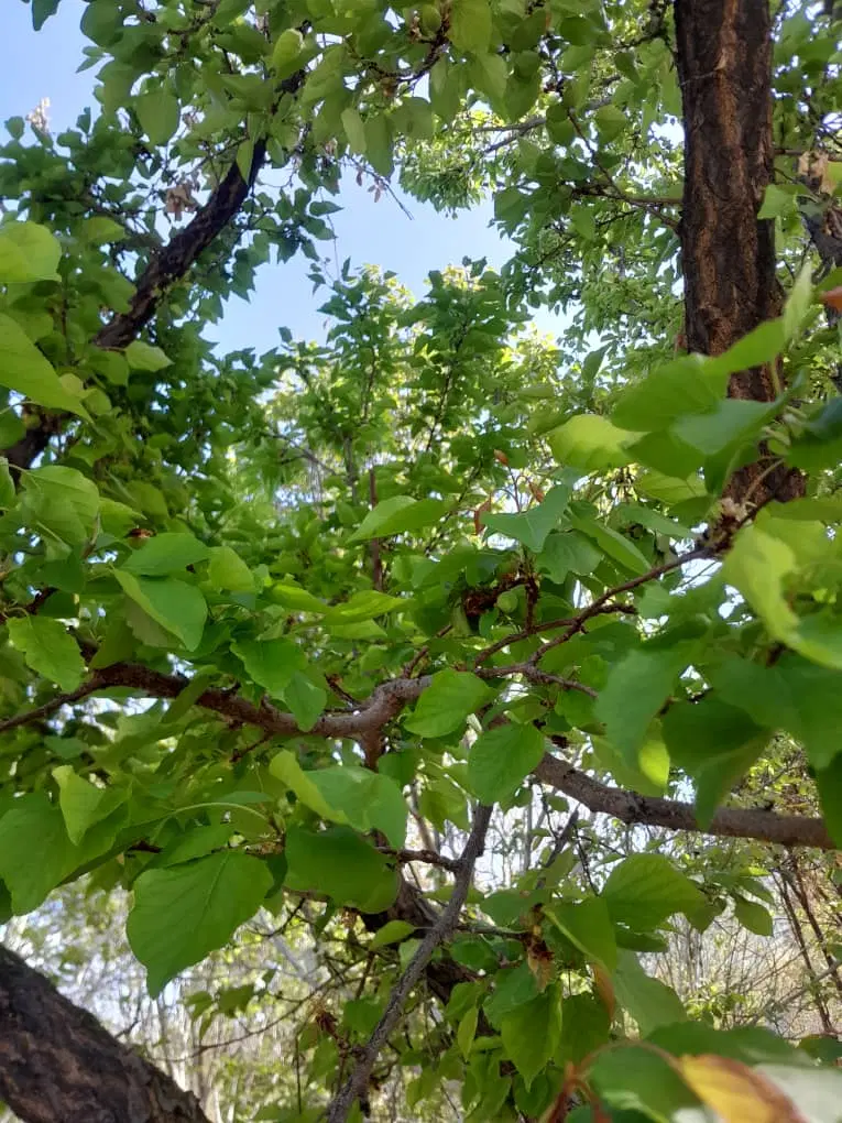 باغشهری 1000 متری ملوسجان خیابان بهار