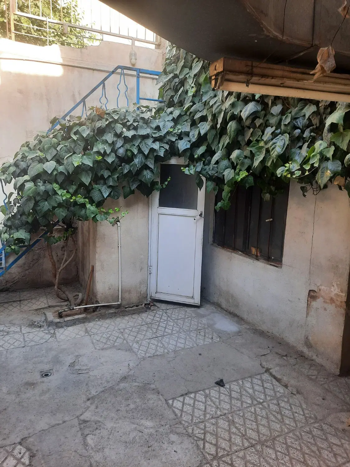 کلنگی