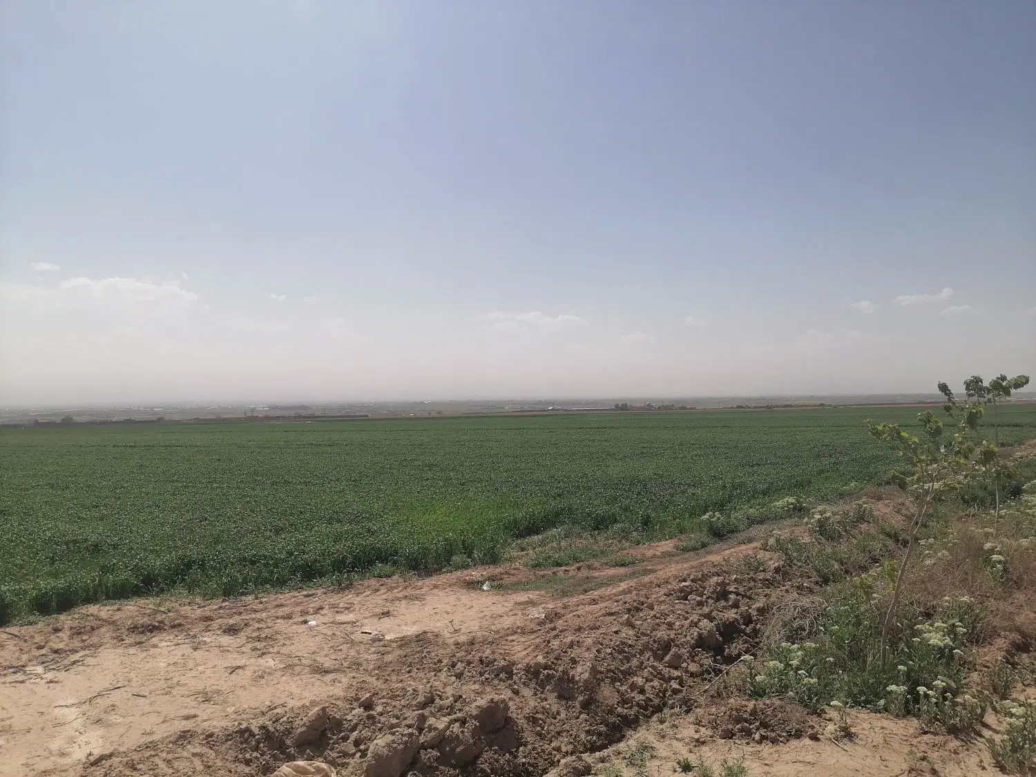 اجاره آب و زمین برای زعفران