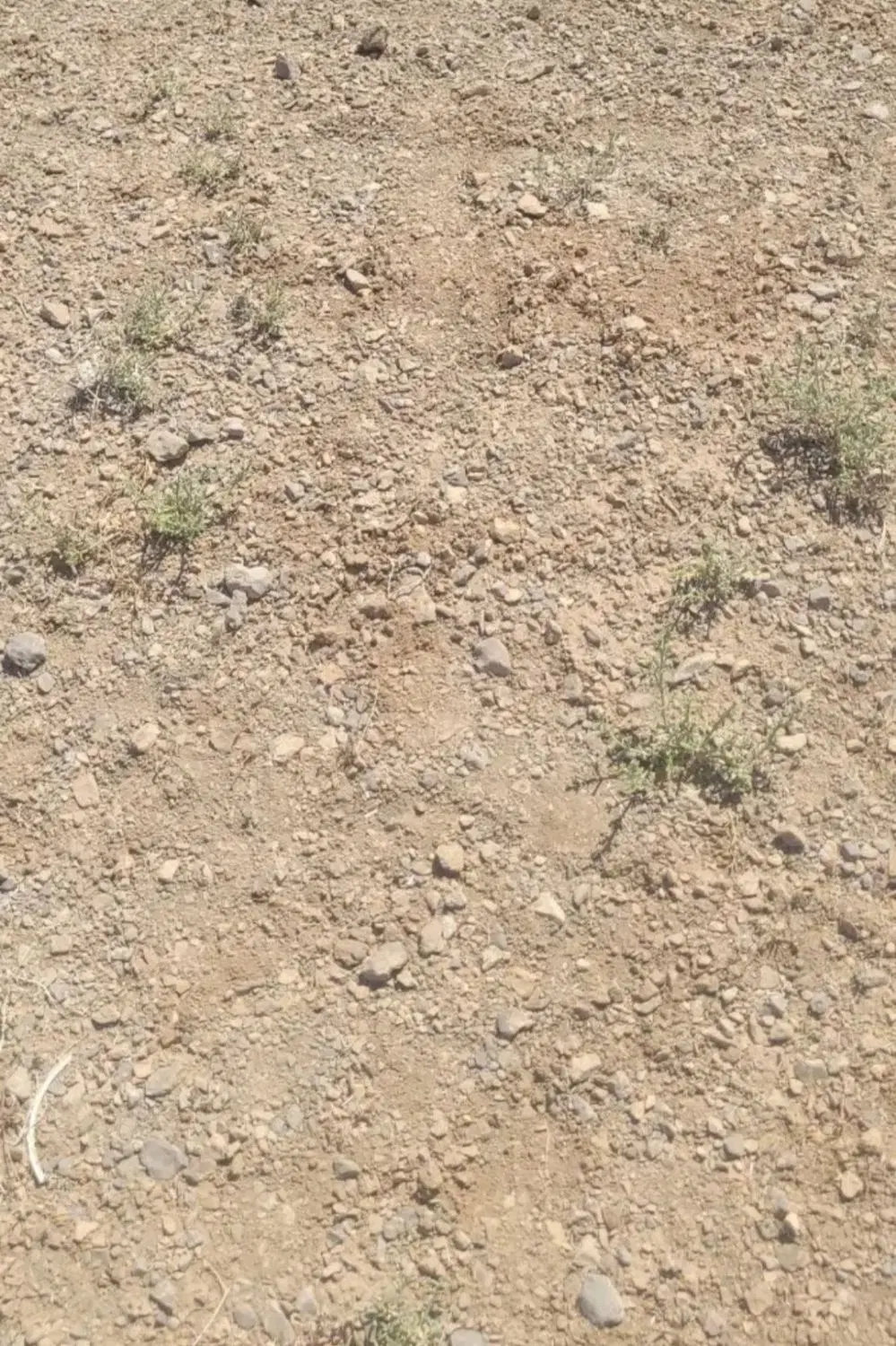 زمین وکلنگی