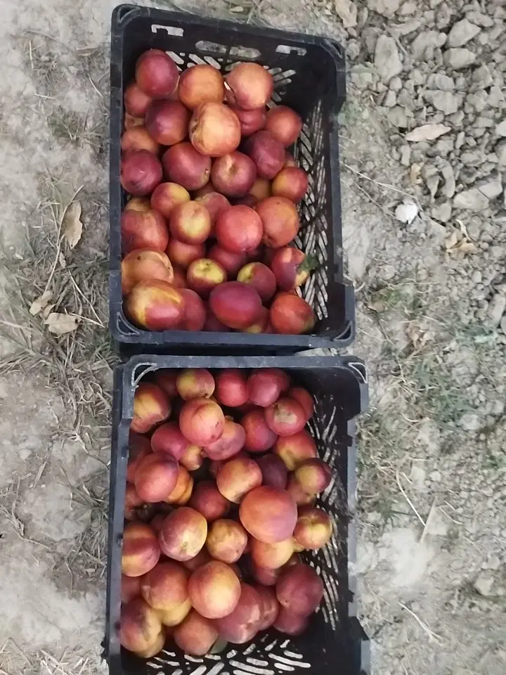 باغ بین نصرآبادو باغگلبن