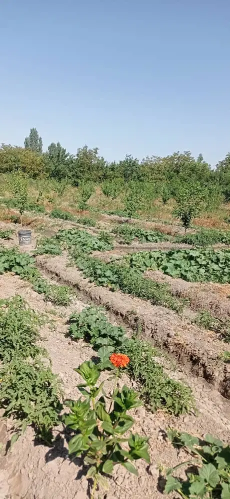 فروش باغ و باغچه یک طناب