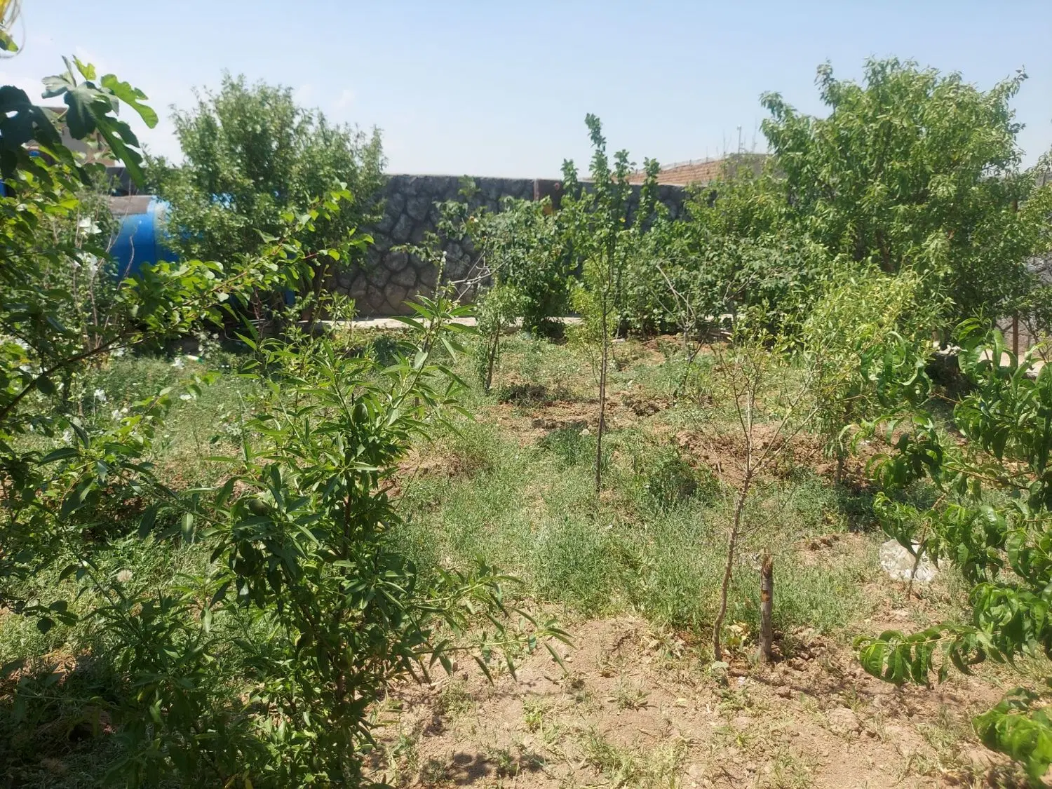باغ ویلا