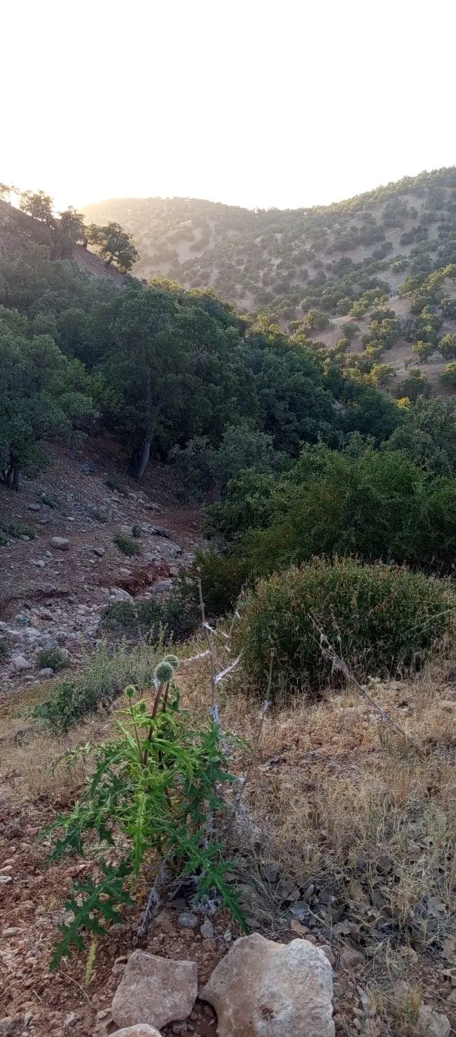 زمین (خانه کلنگی)ارم ۳۲۲متر