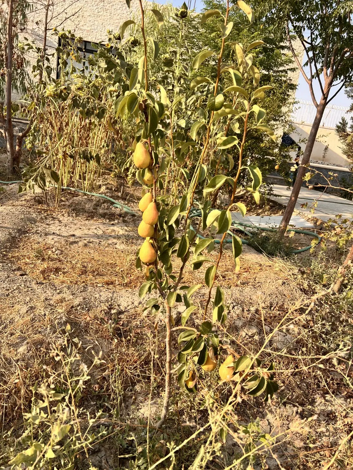 باغ کبوتر آباد