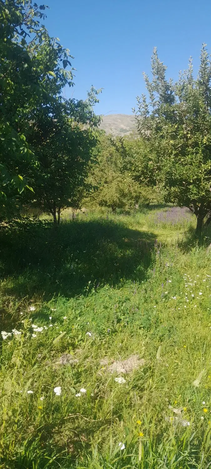 یک قطعه زمین  باغ نرسیده به روستای ارزانفود