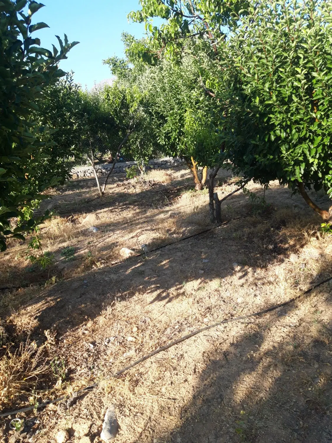 باغ روستا بیاره متراژ ۱۵۰۰متر