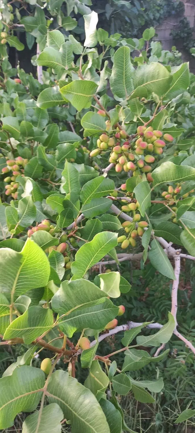 باغ شیراز