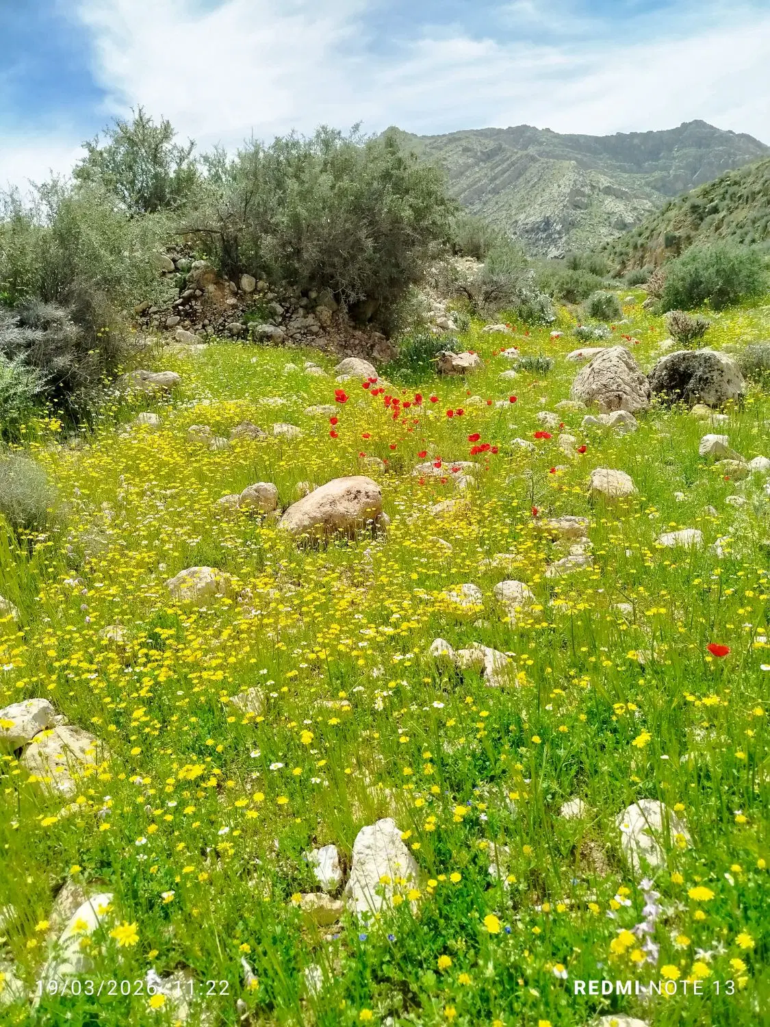 باغ شهری