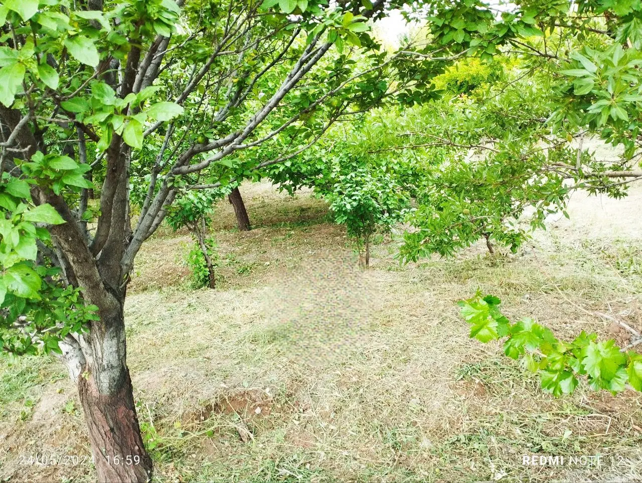 باغچه به متراژ 720متر مربع