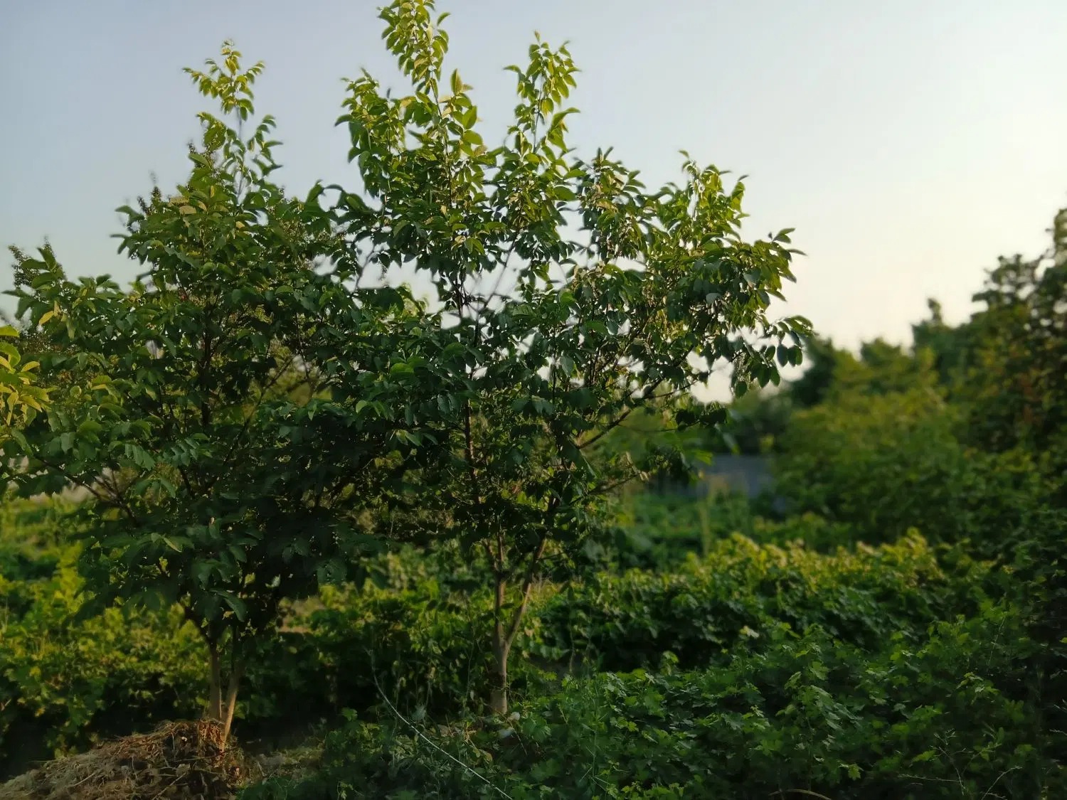 باغ روستای گوی تپه