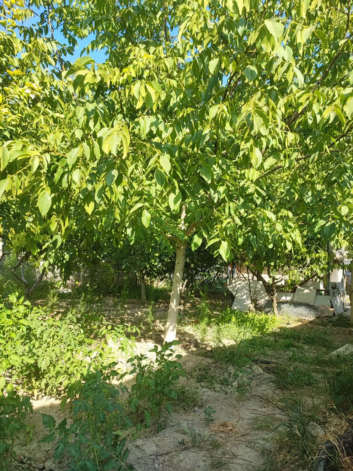 باغ به متراژ 1000متر  واقع در روستای قره حسنلو