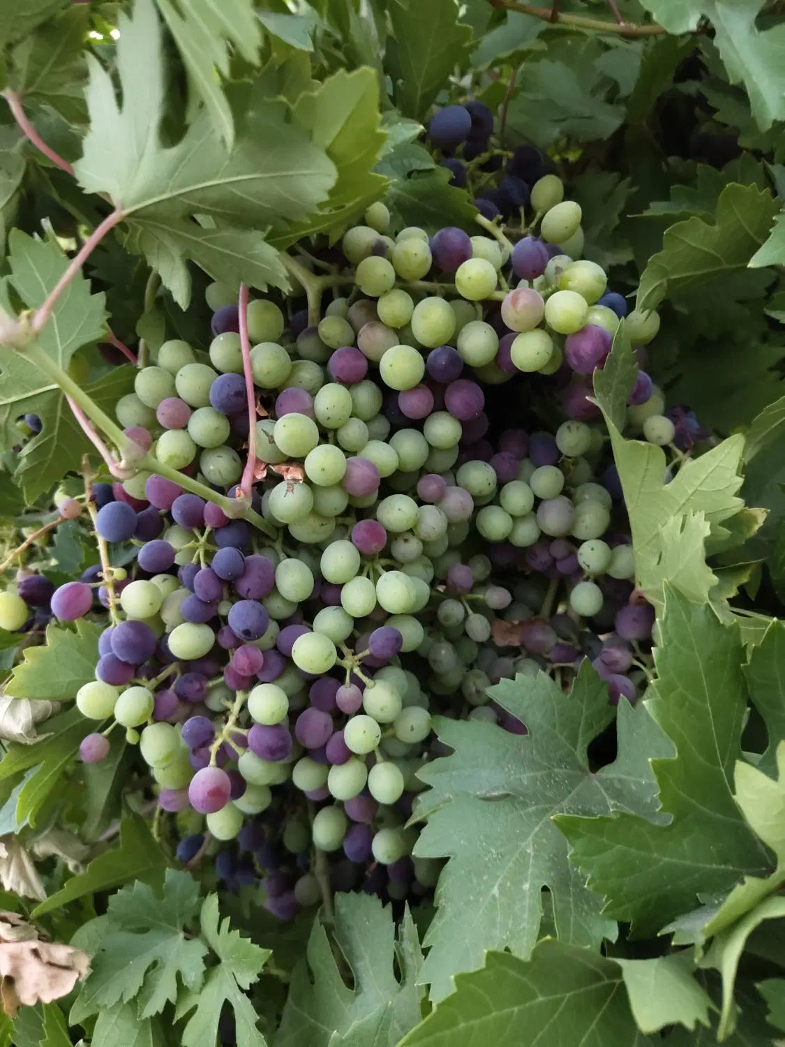 باغ مثمر (زمین کشاورزی)