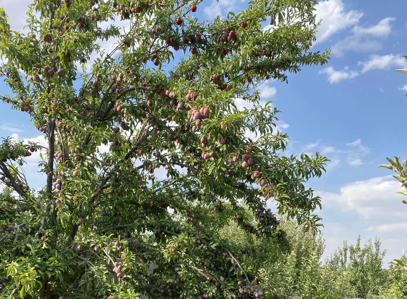 باغشهری بی نظیر معاوضه با خودرو