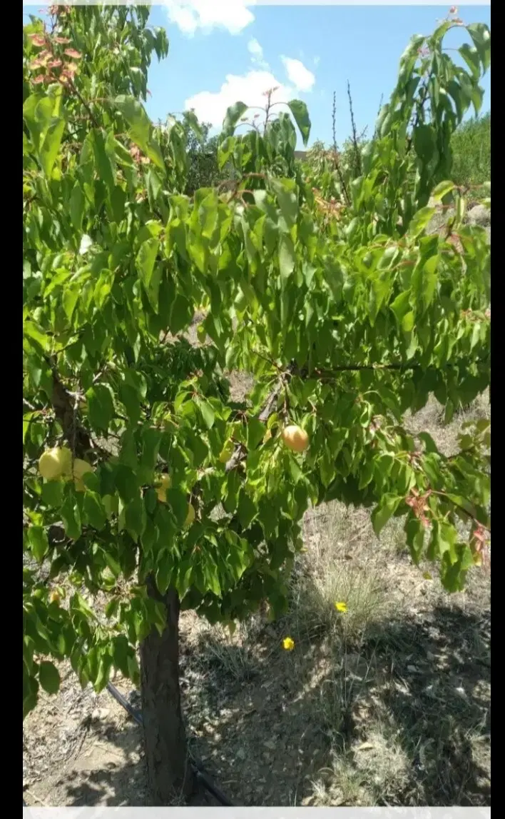 باغشهر اشراق (پارس سوییچ )