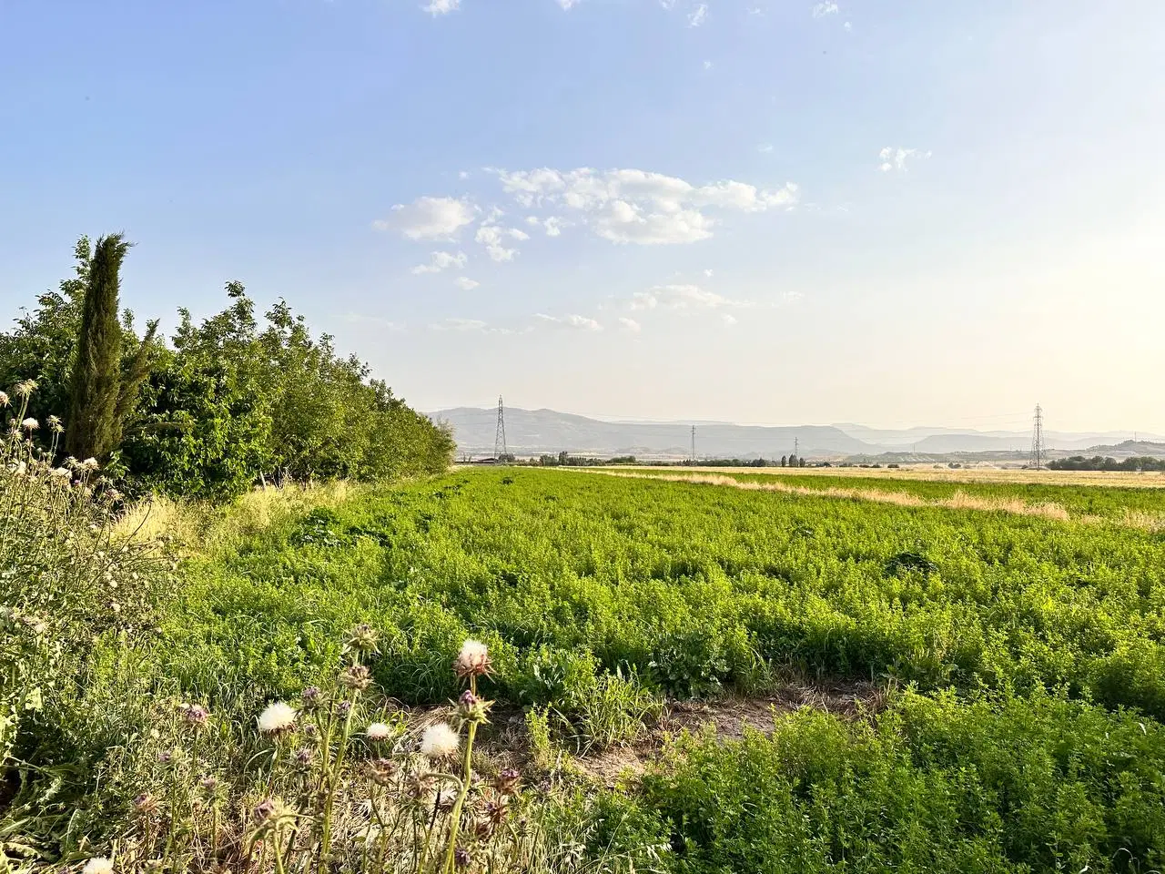 زمین کشاورزی آبی شهرک باباعباس