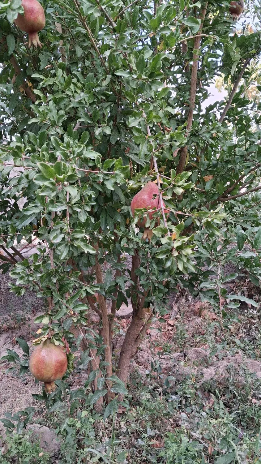 باغ وویلا دراسکو