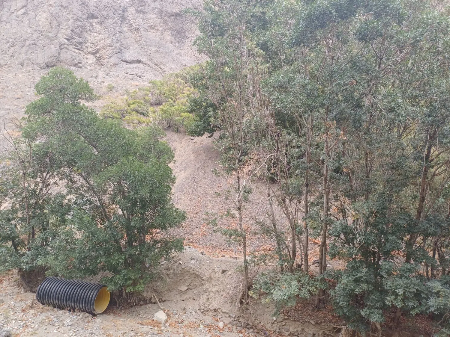 زمین باغی