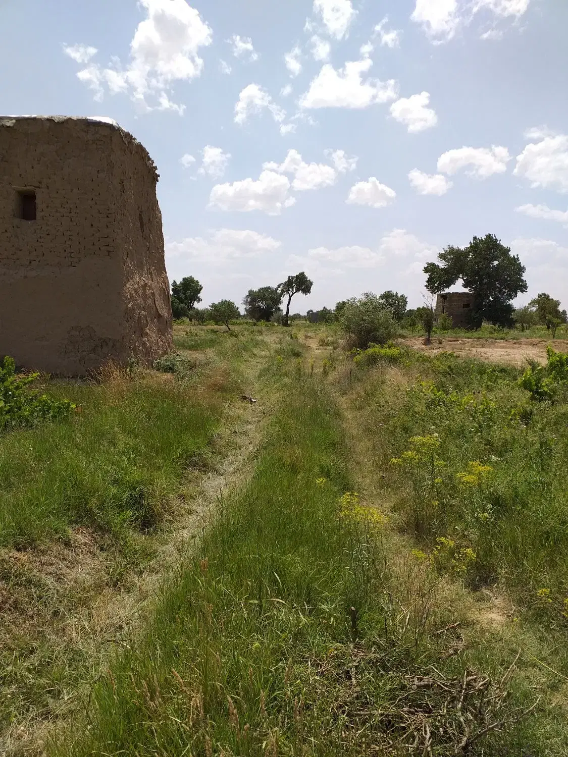 زمین باغ سند شش دانگ