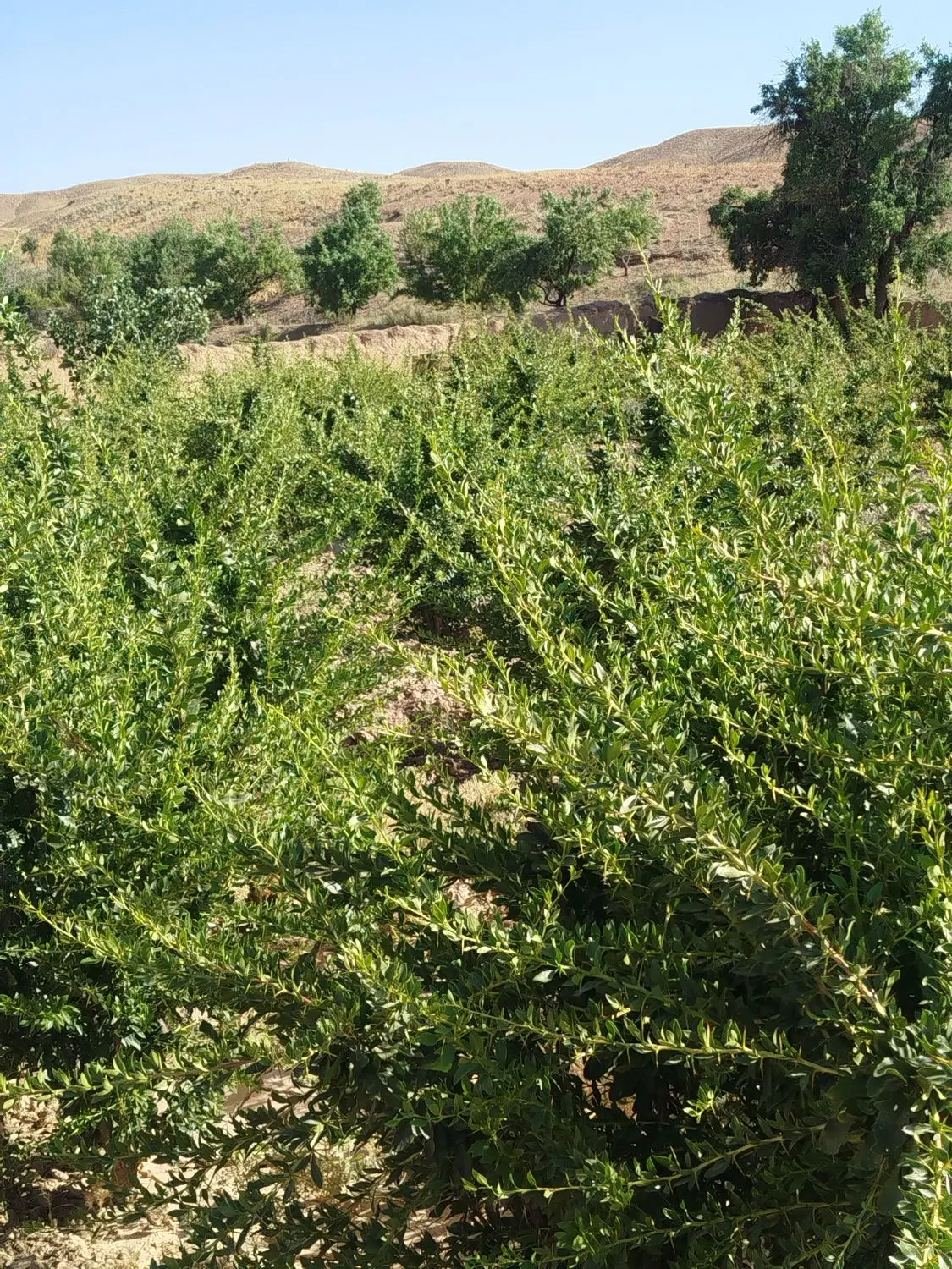 فروش باغ