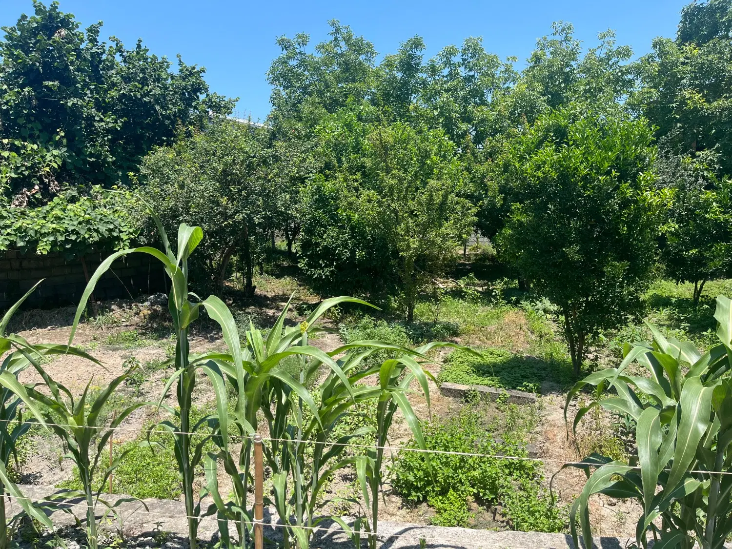 زمین مسکونی