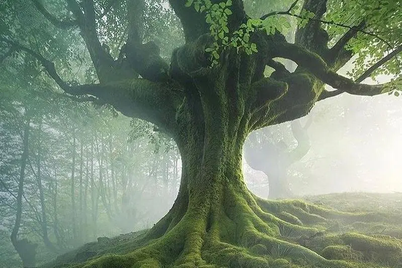 باغ ۱۰۵۰ متر  درخت مثمر برق دار