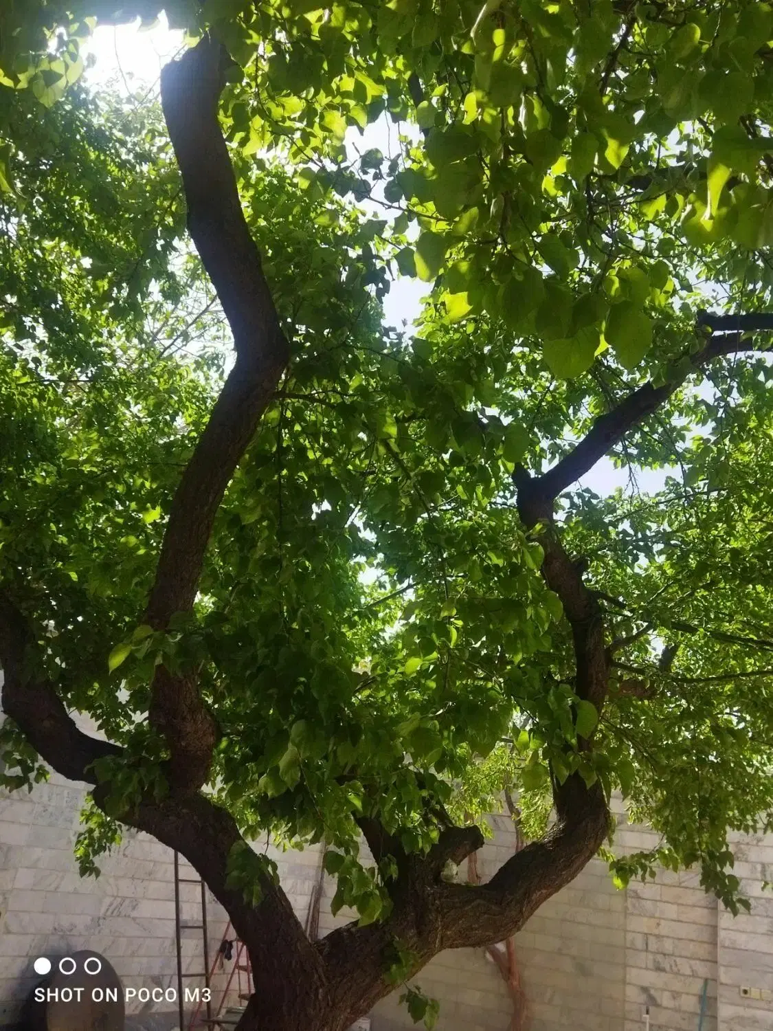 ویلایی کوی فرهنگ اطلس یک دو کله