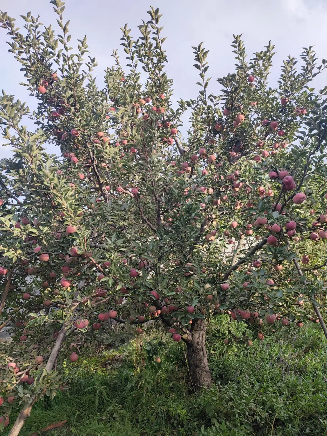 اجاره دهی باغ سیب