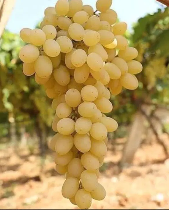 فروش باغ انگور در روستای توریستی کریک