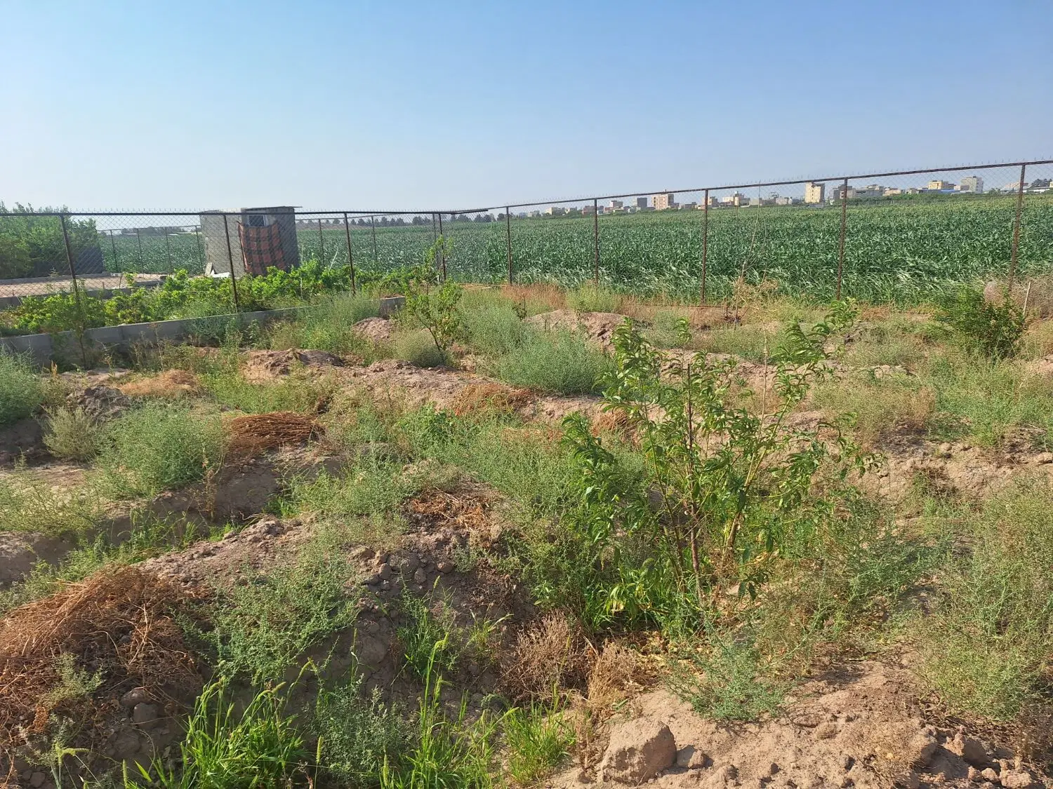 فروش زمین باغی
