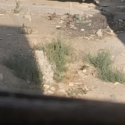فروش زمین ۲۰۰متری کشاورزی در نظم اباد
