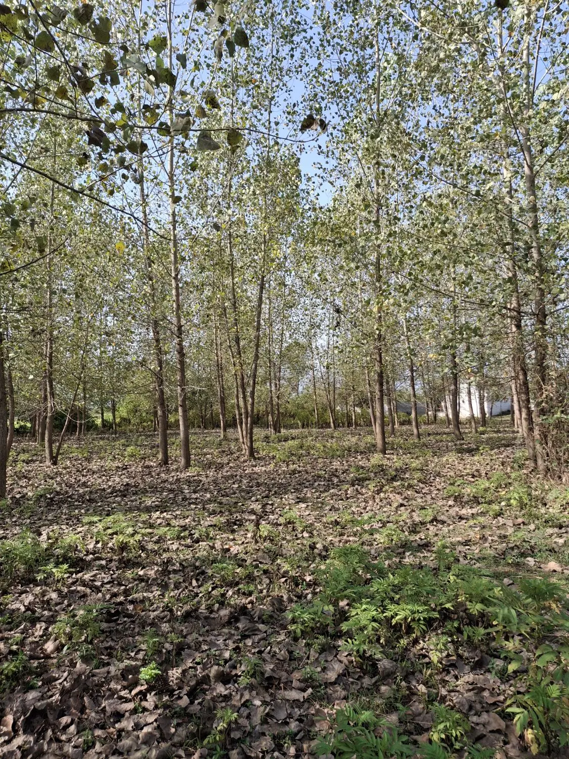 فروش ملک مسکونی