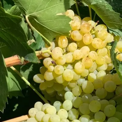 باغ انگور کسی داره اجاره میکنم
