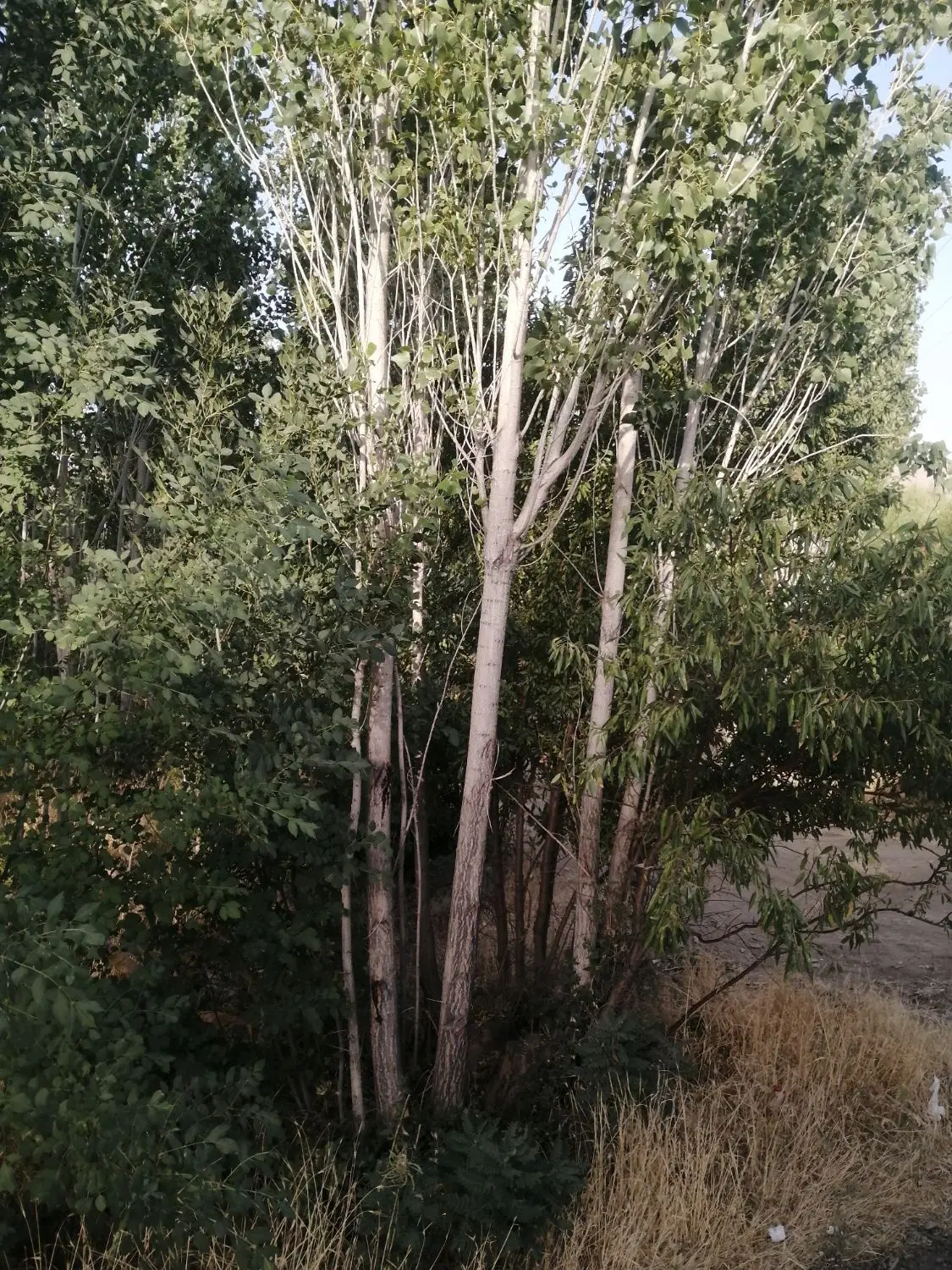 زمین کشاورزی