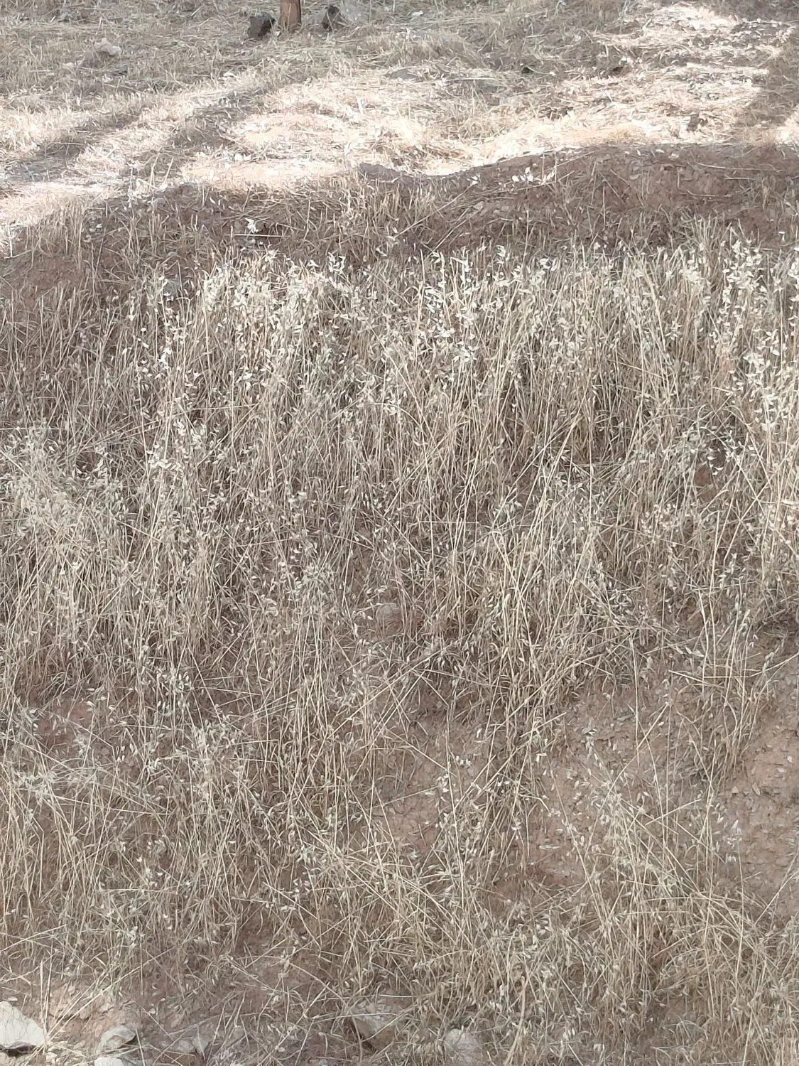 زمین دیم نزدیک شهر